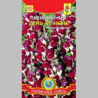 Львиный зев День и Ночь