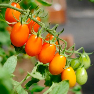 Томат Ля Мур F1