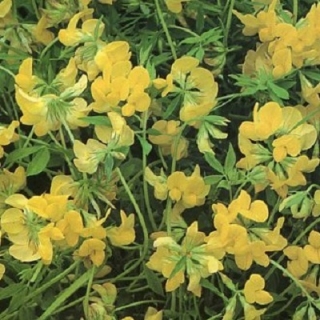 Лядвенец Солнышко 20 г (большой пакет)