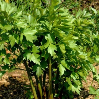 Любисток Иранский (большой пакет)