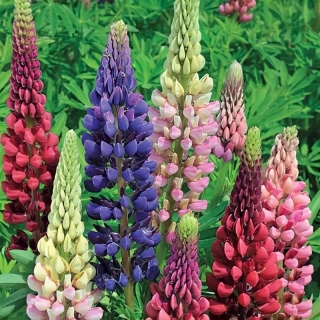 Люпин Минарет низкорослый смесь