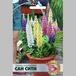 Люпин Сан Сити