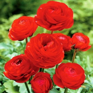 Лютик Цветущая долина красная F1 (Ранункулюс)