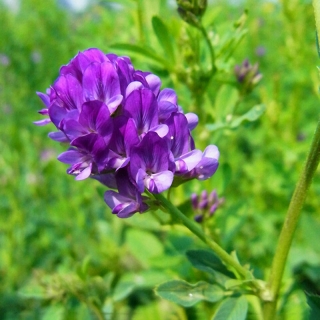 Люцерна Вега 87 0,5 кг (большой пакет)