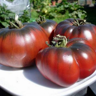 Томат Шоколадная фабрика