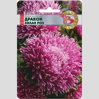 Астра Дракон селект Лилак Роуз
