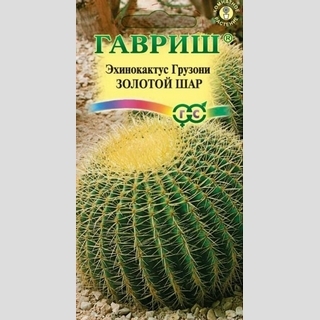 Эхинокактус Грузона Золотой шар