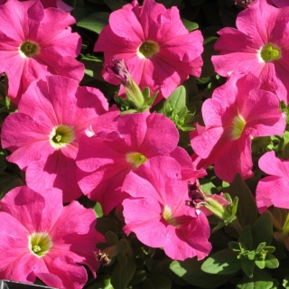 Петуния Магнит Ярко-розовая