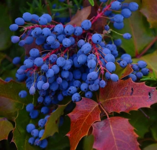 Магония Падуболистная (большой пакет)