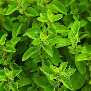 Майоран Букет невесты