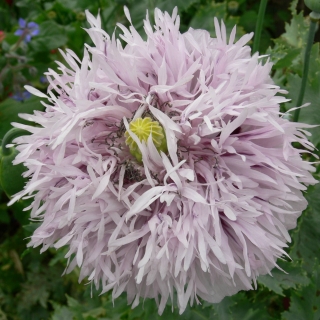 Папавер Лиловый принц (мак)