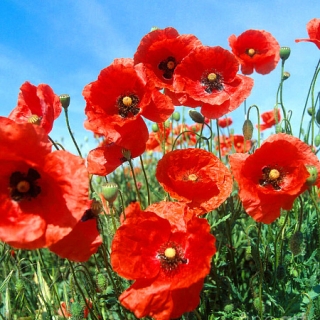 Мак Красный (самосейка)