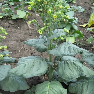 Махорка Русская