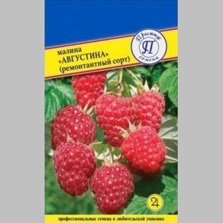 Малина Августина ремонтантная