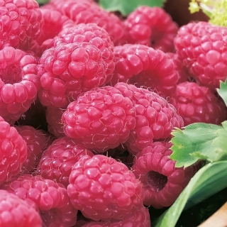 Малина Красная Рубин