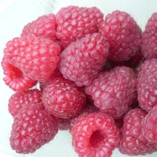 Малина Августина ремонтантная