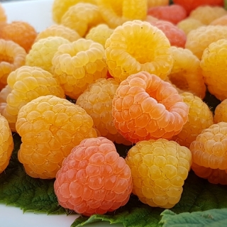 Малина Янтарная