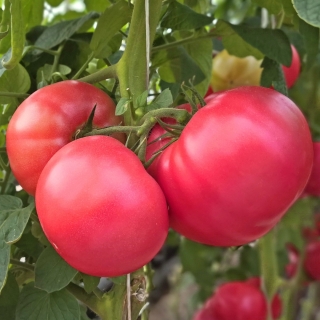 Томат Малиновое танго