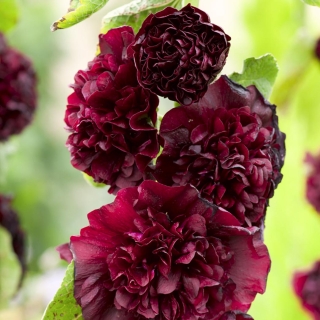 Шток-роза Тёмно-бордовая