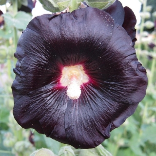 Мальва Черные глаза