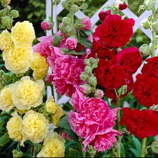 Мальва Королева смесь