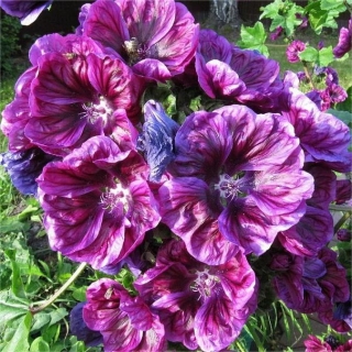 Мальва Мавританская красавица (лесная)