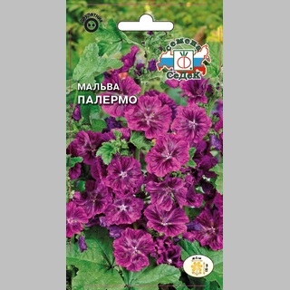 Мальва Палермо