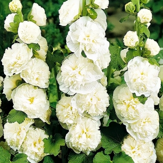 Мальва Рождество