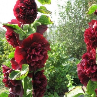 Мальва Шато Бордо