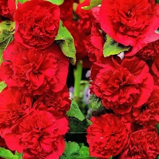 Мальва Скарлет