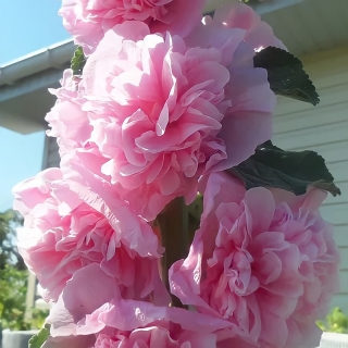 Мальва Яблоневый цвет