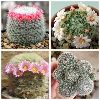 Маммилярия Смесь видов