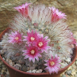 Маммиллярия Мария бокасанская (кактус)