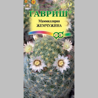 Маммиллярия Жемчужина (шейдвелардиана)