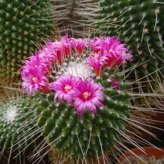 Маммиллярия Сан пико (Толука)