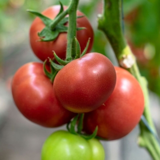 Томат Мамстон F1