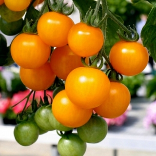 Томат Манго-Махито