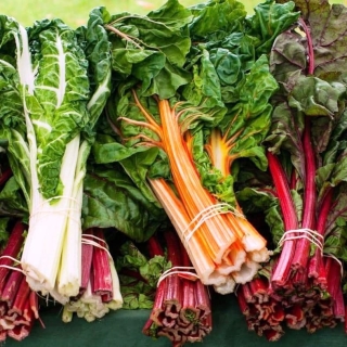 Мангольд Доктор смесь сортов