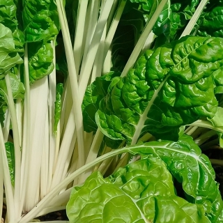 Мангольд Швейцарский (большой пакет)