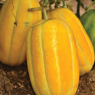 Дыня Манита F1