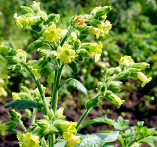 Табак Мапачо сельский (курительный)