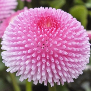 Маргаритка Беллиссима Роза Биколор