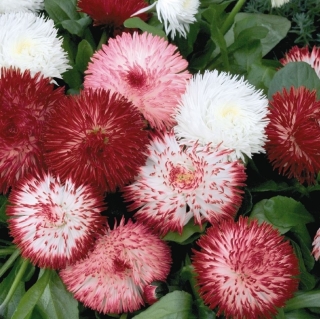 Маргаритка Хабанера Микс