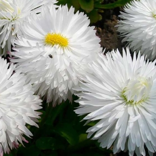 Маргаритка Весна заснеженная