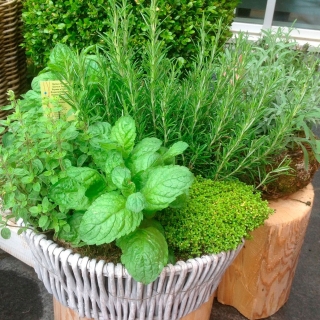 Набор семян Марокканские травы 6 пакетов (б/п)