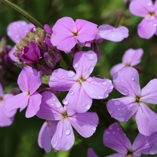 Маттиола Ночная фиалка