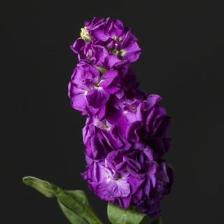 Левкой Айрон Синий (седой)