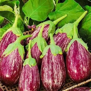 Баклажан Матросик