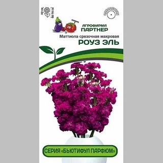 Маттиола Бьютифул Парфюм Роуз Эль срезочная махровая
