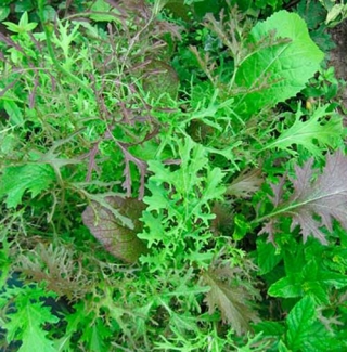 Горчица Сарептская (салатная) Мей Лин